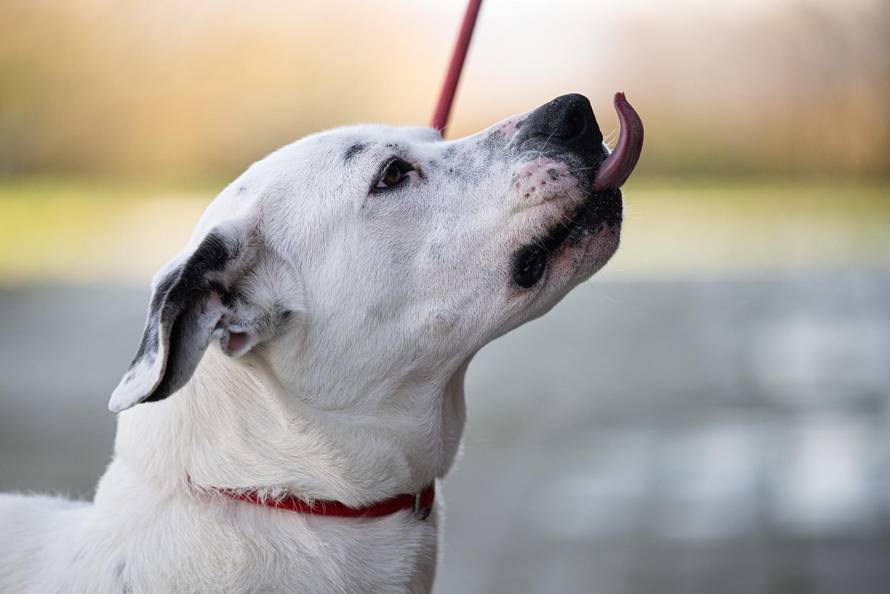 Zagreb: Priča o psima koji doniraju krv 