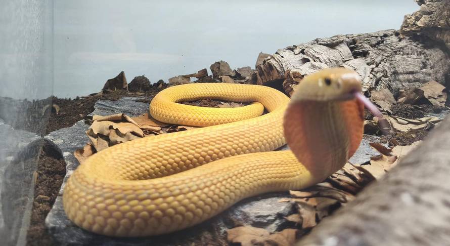 Netko je u Hrvatsku pokušao prošvercati kobre! Pogledajte što su sve oduzeli na carini!