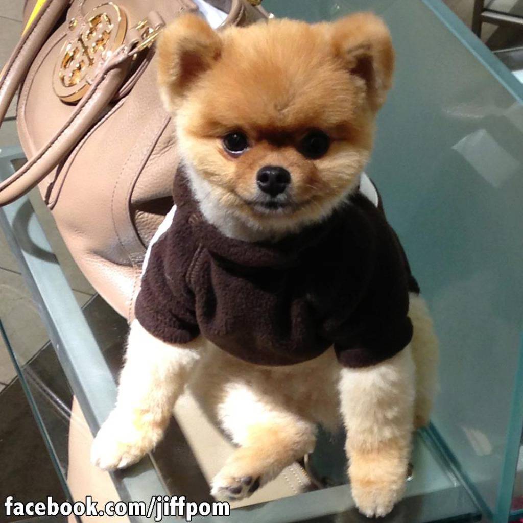 Facebook.com/jiffpom