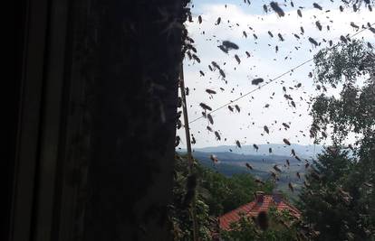 Cijeli su dan bili zatvoreni u kući zbog napada pčela...