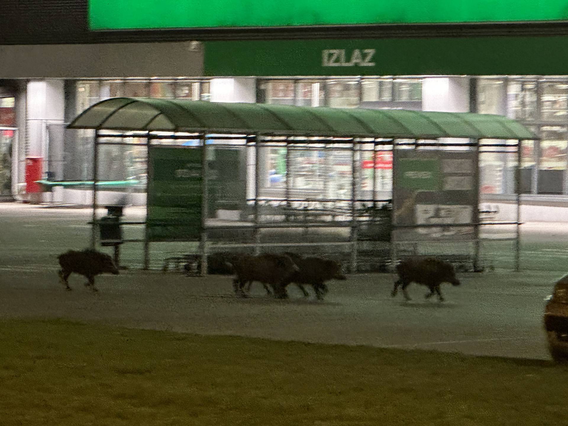 FOTO Kuda idu divlje svinje? Na Jankomir: 'Bilo ih je pet, šest... Prešetavale su se po parkingu'