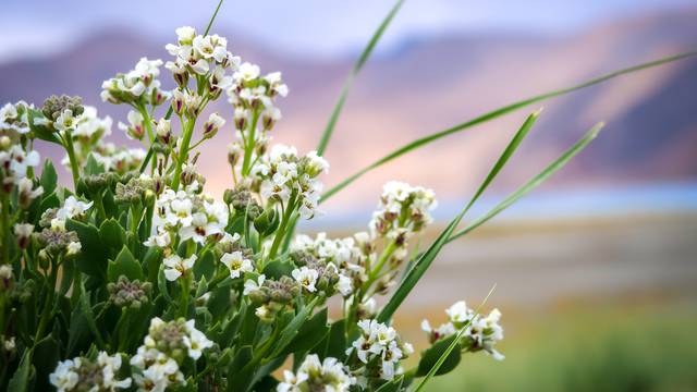 White flowers in the garden