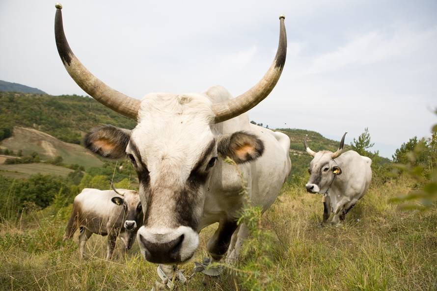 Arhiva Klastera Sjeverozapadne Istre