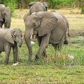 Cijelo krdo slonova će avionom iz Engleske odletjeti za Keniju