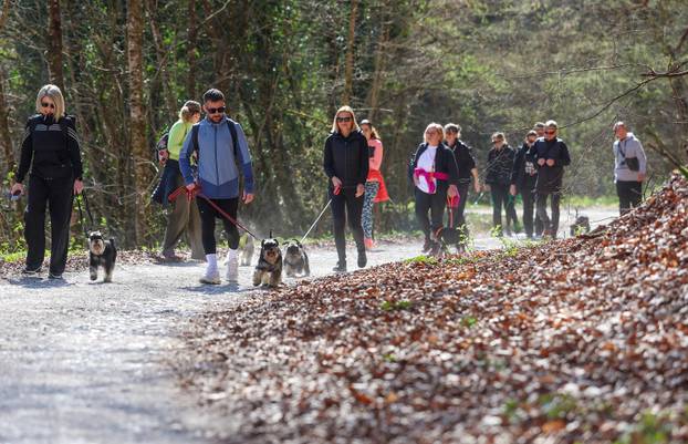 Žumberak: U organizaciji Miniature Schnauzers Croatia održano je druženje patuljastih šnaucera