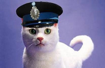 Glodavci mogu odahnuti, policijski mačak u mirovini