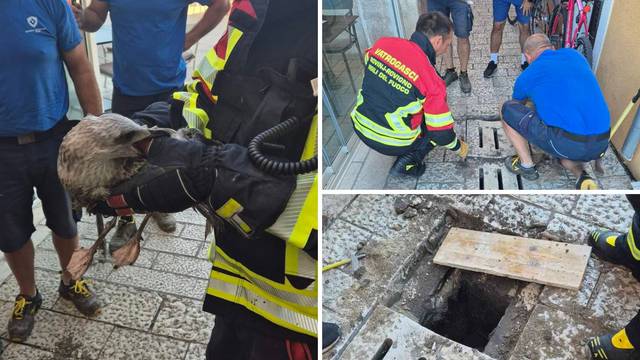 Galeb zapeo u kanalizaciji u Rovinju: 'Dobro je, ali nikome nije jasno kako je ondje završio'