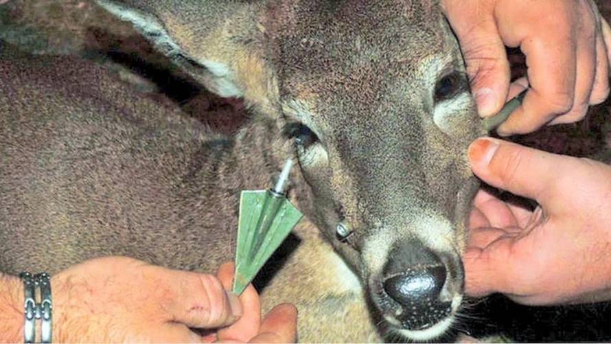 Prijatelji životinja