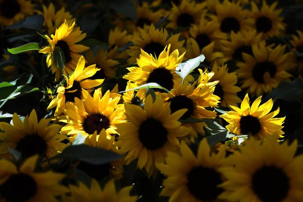 Zagreb: Sunce obasjalo Flora Art