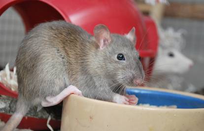 Hrčak je najpopularniji, ali sve češće se traže miševi i štakori
