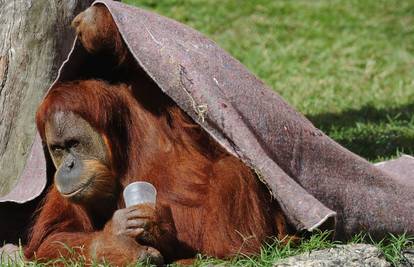 Brazil: Orangutani u Riu griju se dekicama i toplom juhicom 