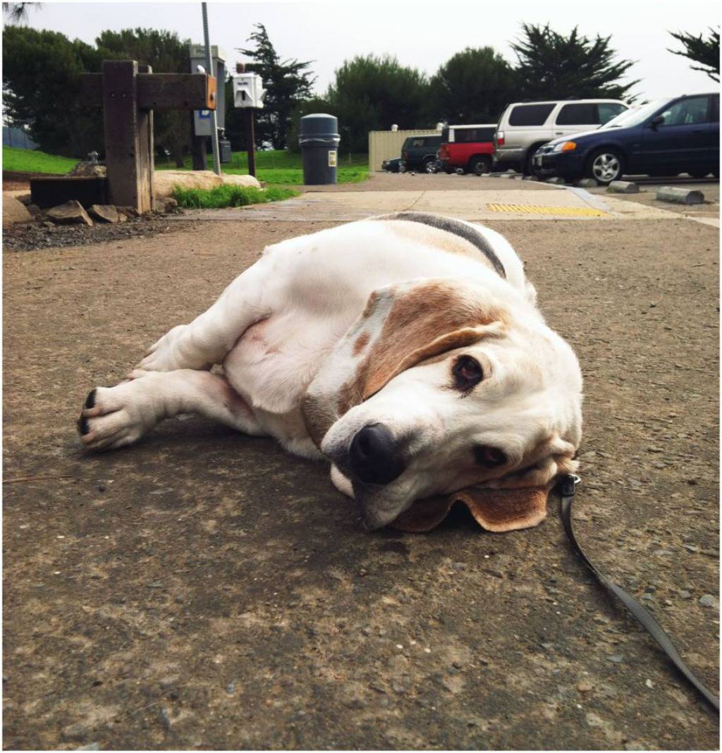 Facebook/George, the Very Tired Basset Hound