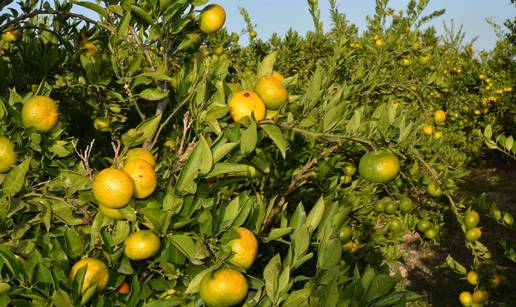 Proizvođači očekuju do 32 tisuće tona mandarina, a i otkupnu cijenu oko 4 kune za kilogram