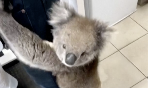 Koala ušetala u benzinsku postaju i skočila na prodavača: 'Ne znam kako da ju skinem'