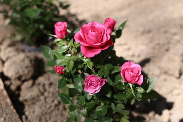 U Dugom selu održan je sajam cvijeća