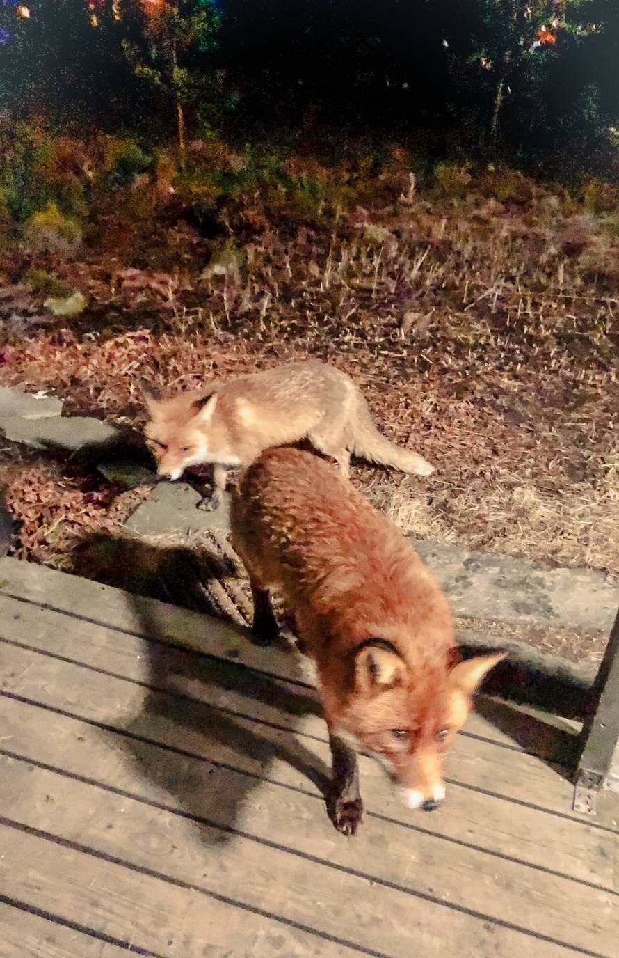 Paola Valić na kućnom pragu hrani lisice: 'Jedu mi iz ruke'