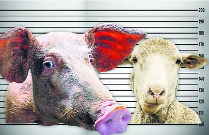 Svinja i ovca krive su za sudar, vlasnici u šoku: Moraju platiti 25.800 kuna s kamatama!