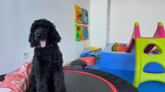 Heda želi postati terapijski pas  za djecu s teškoćama u razvoju i skuplja novac za pseću školicu