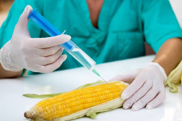 Making modified corn