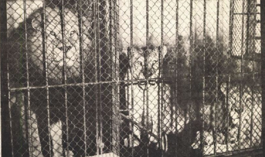 Mali Slaven se previše približio ogradi pa su ga usmrtili lavovi