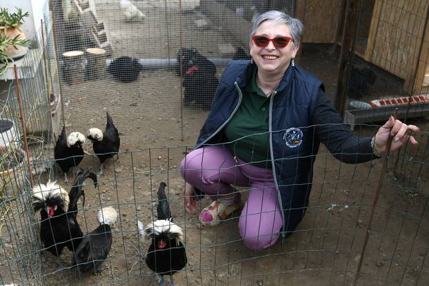 Neobične kokoši u Zvijercima kod Bjelovara nesu jaja u raznim bojama