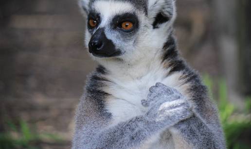 Na rubu izumiranja: Lemuri su najugroženiji primati na Zemlji