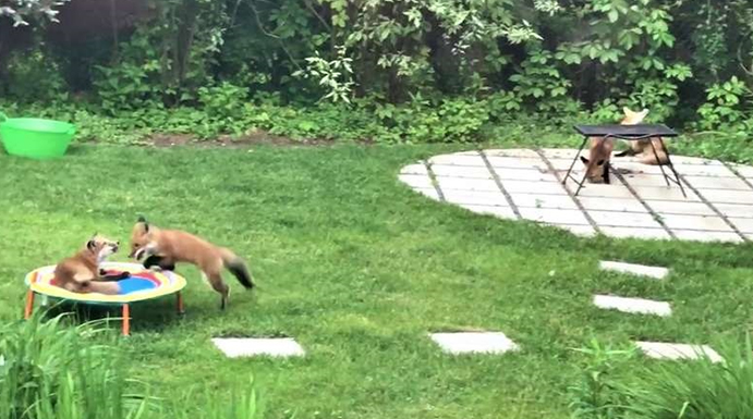 Obitelj od sedam lisica dolazi im u dvorište na trampolin i odmor