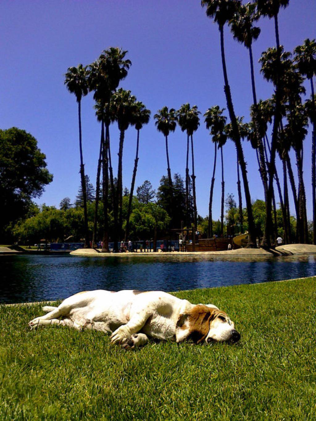 Facebook/George, the Very Tired Basset Hound