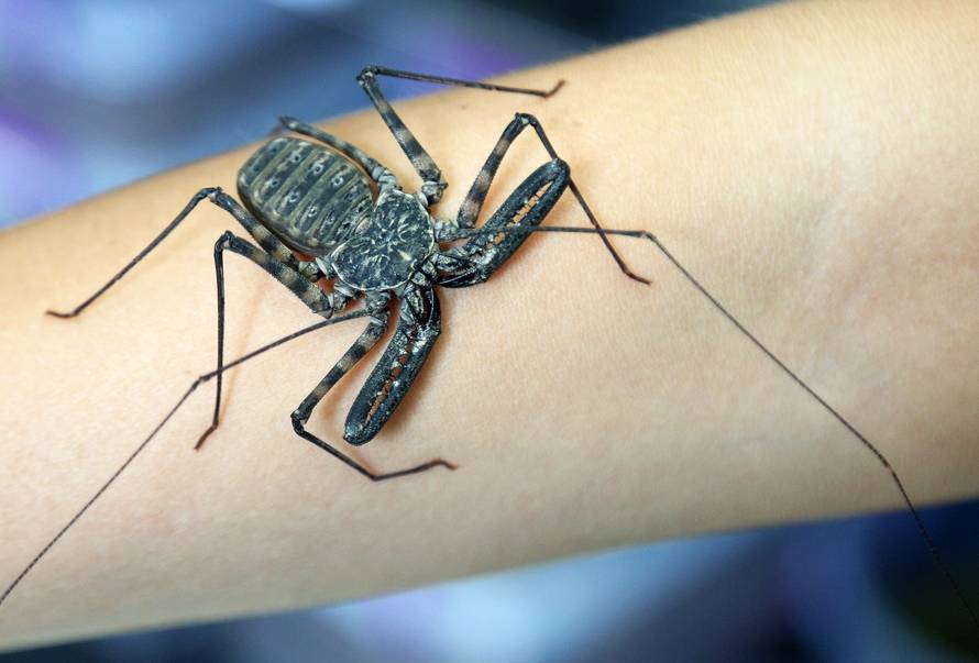 Marko je kralj tarantula: Ima ih 150, a pokrenuo je i posao...