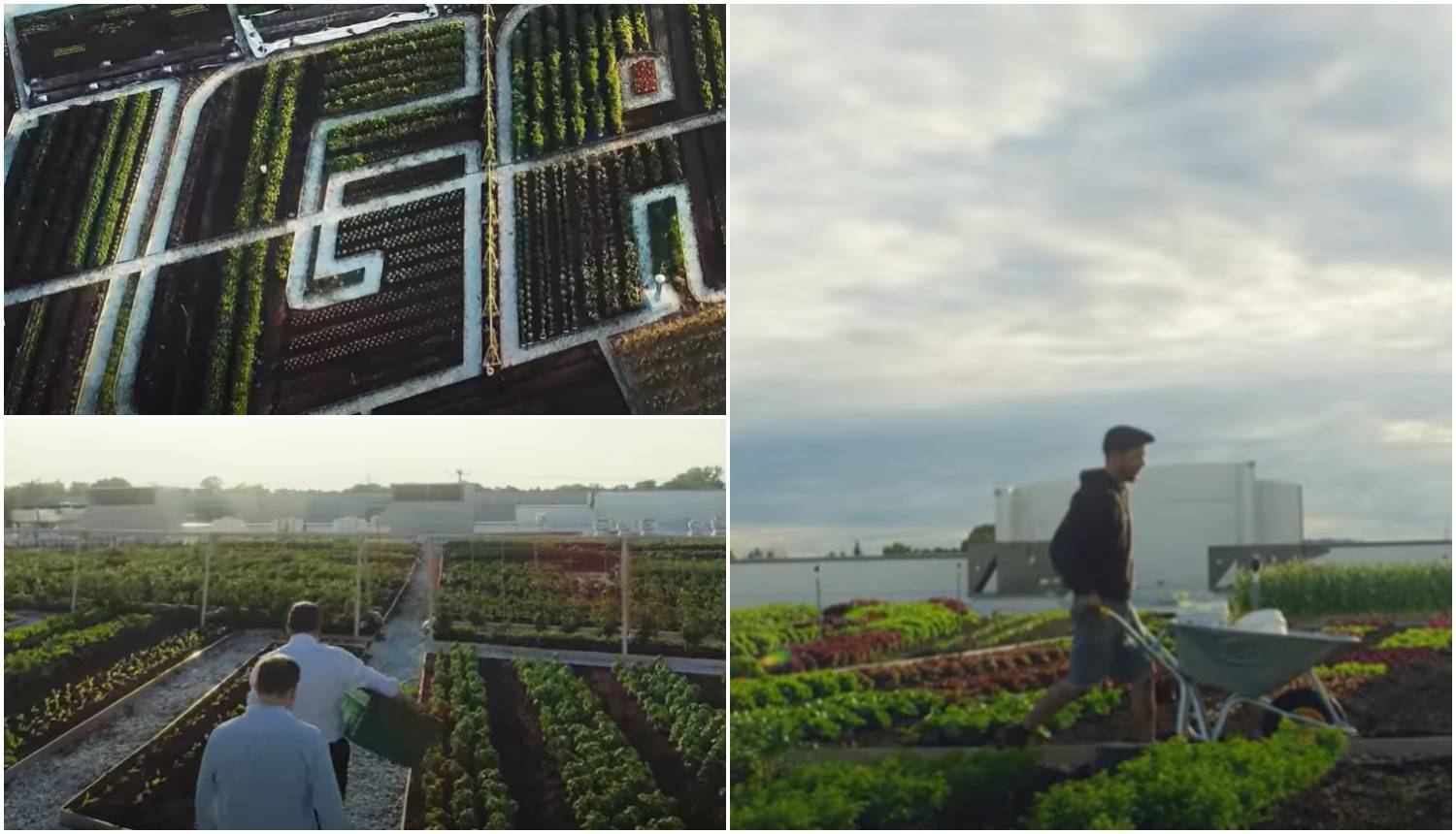 Kanadski supermarket povrće koje prodaje uzgaja na krovu