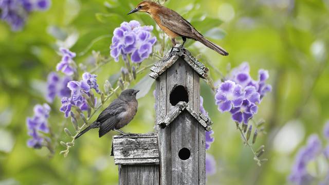 Privucite ptičice u vrt i imat ćete savršeno opuštajuću oazu mira