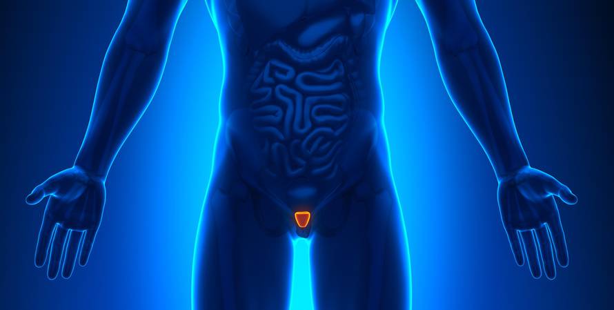 Medical Imaging - Male Organs Prostate