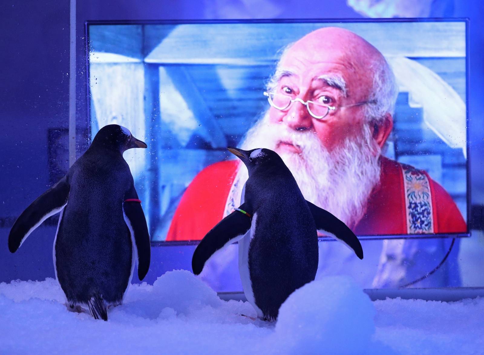 Penguins watching Christmas movies