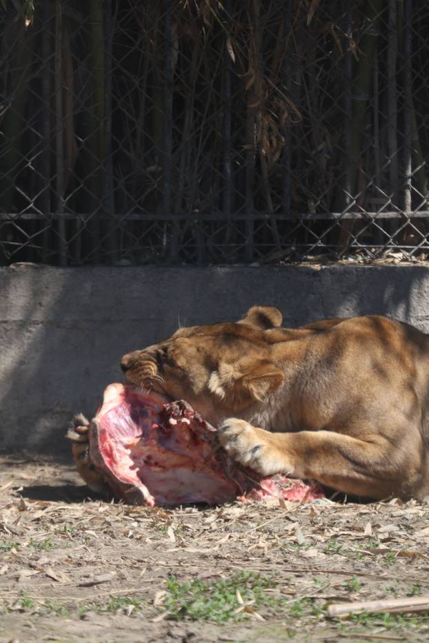 Osijek: Uskršnji ponedeljak u ZOO vrtu