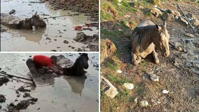 VIDEO Iz blata kod Livna spasili  ždrebicu: 'Bio je s njom u mulju dva sata dok je nije izvukao...'