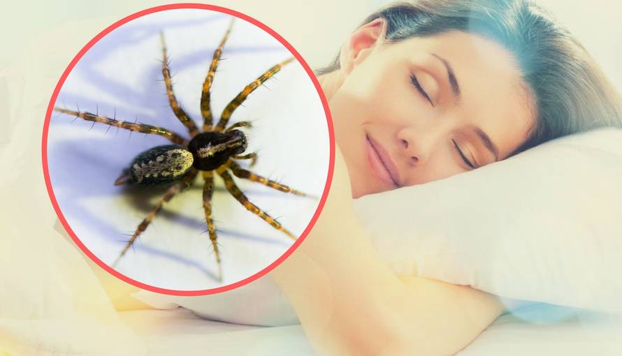 7 trikova kako držati pauke što dalje od kreveta i spavaće sobe