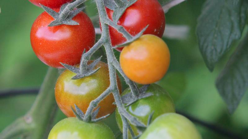 Zaradi visoke vsebnosti pesticidov umikajo češnjev paradižnik