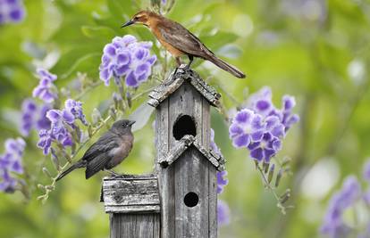 Privucite ptičice u vrt i imat ćete savršeno opuštajuću oazu mira