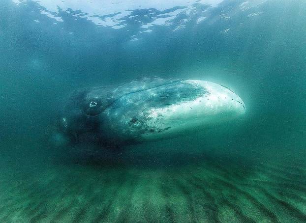 FOTO Vremeplov prirode: Evo koje to životinje najduže žive