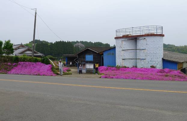 FOTO Pogledajte tu divotu: Farmer zasadio tisuće cvjetova za svoju slijepu suprugu