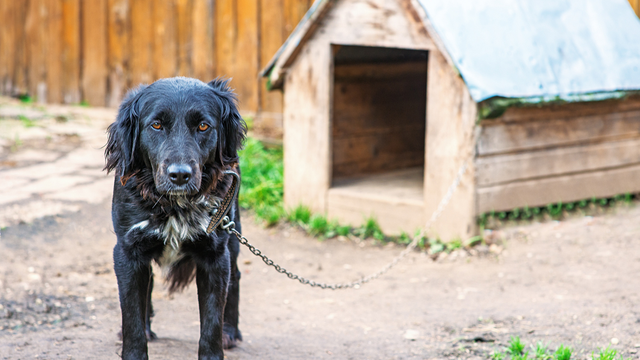 Najavljene zakonske izmjene za zabranu držanja pasa na lancu