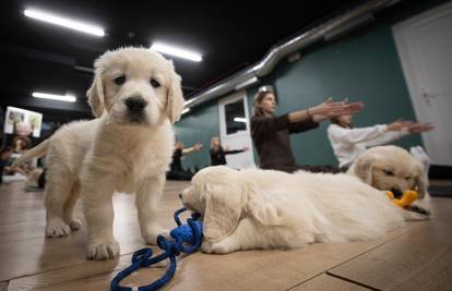 Više maženja i manje stresa: Joga sa psima stigla u Zagreb!