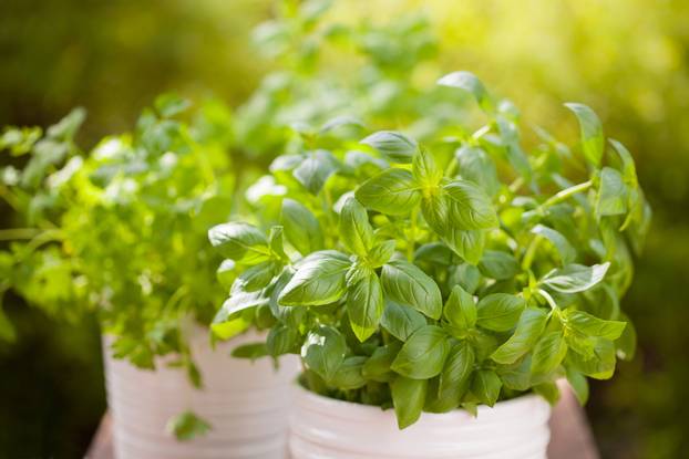 Fresh,Basil,Parsley,Mint,Herbs,In,Garden