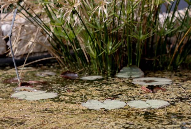 Split: Na Marjanu otvoren Botanički vrt