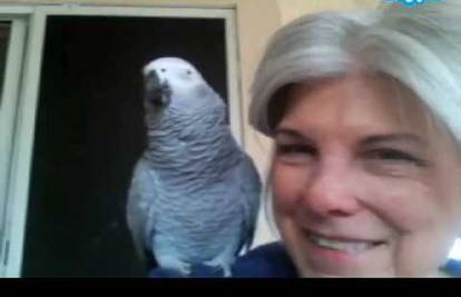 Afrička 'skype' papiga: Merlin voli oponašati druge životinje