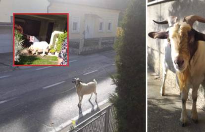 Odmetnuti jarac upada ljudima u kuće: 'Dolazi nam noću. Lupao je po vratima. Bila sam u šoku'