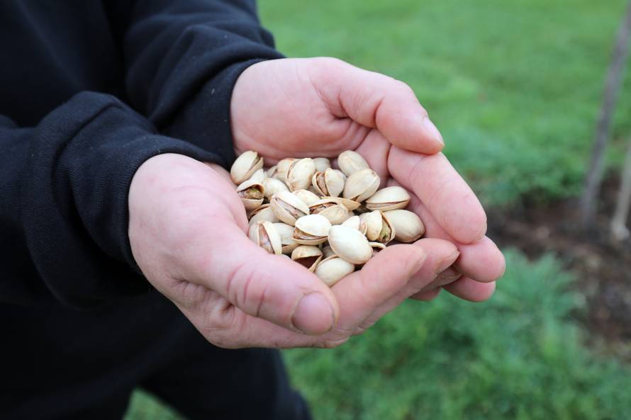 Fabio uzgaja čudne voćke koje vole svi: 'Hit su indijanske banane i peruanske jagode'