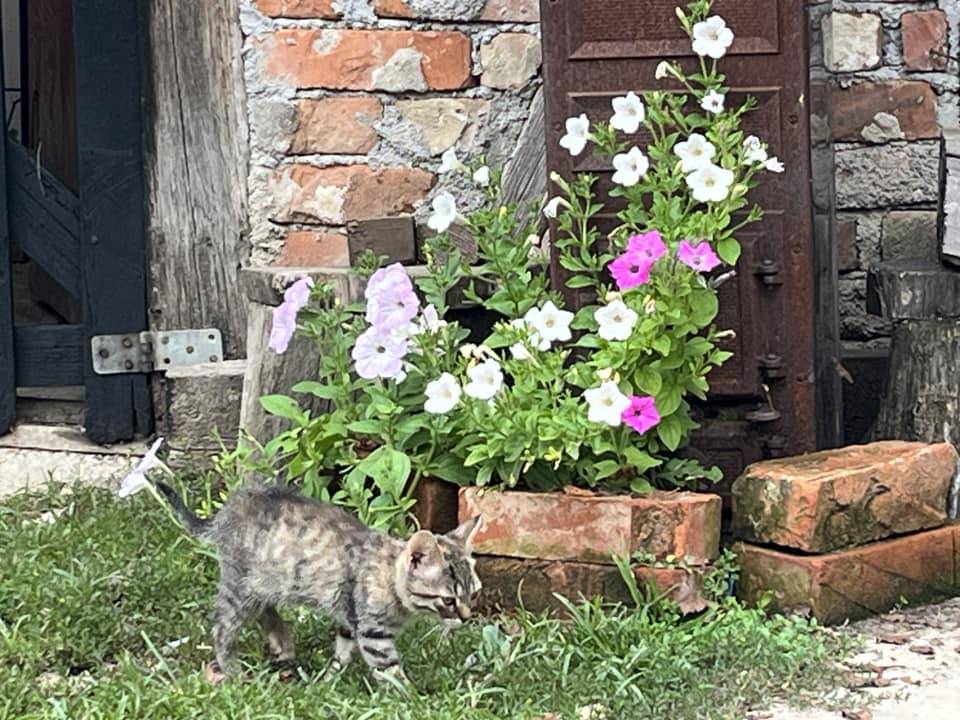 Ovo je Mira. Živi u kontejneru, ali ne očajava: 'Uživajte u prekrasnoj okućnici i cvijeću'