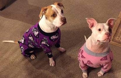 Za lijepe pseće snove: Sada i pibuli imaju svoje pidžame