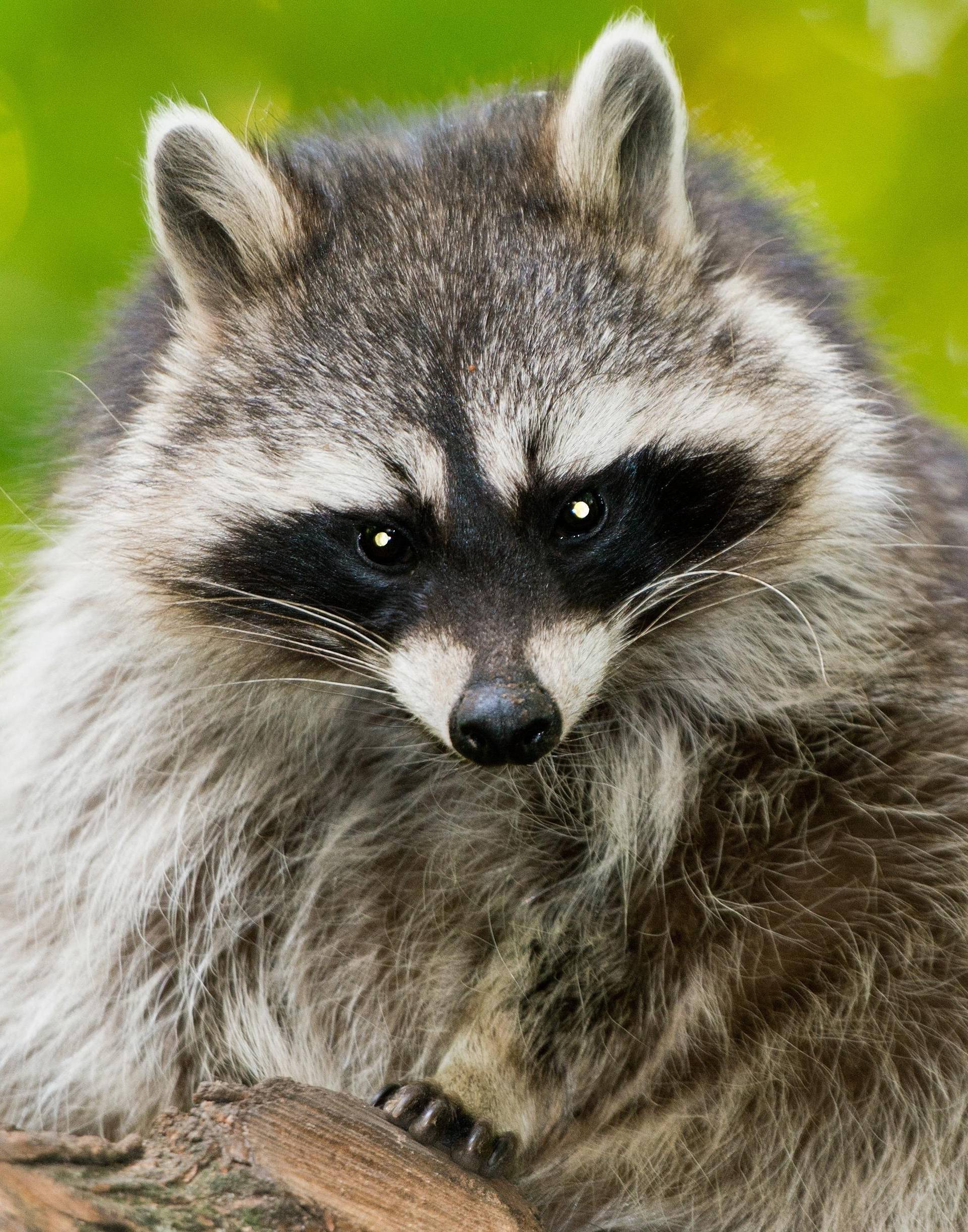 Racoon